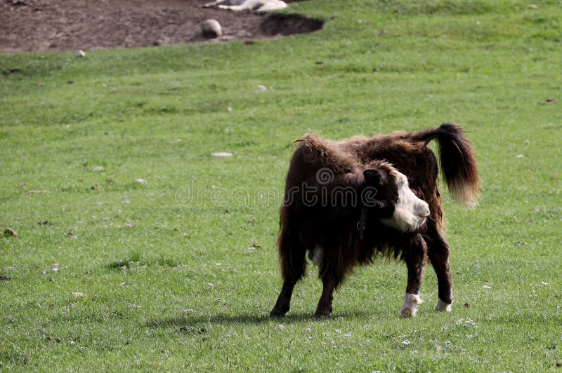 Yak grazing in the Mongolian steppe. High quality photo. Yak grazing in the Mongolian steppe. High quality photo