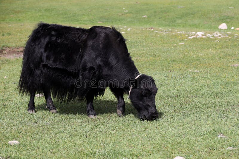 Yak grazing in the Mongolian steppe. High quality photo. Yak grazing in the Mongolian steppe. High quality photo