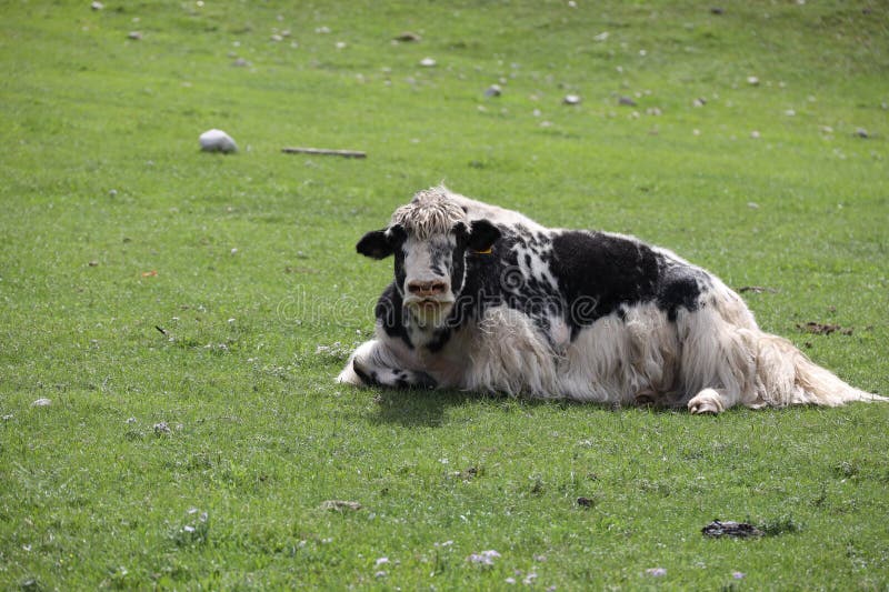 Yak grazing in the Mongolian steppe. High quality photo. Yak grazing in the Mongolian steppe. High quality photo