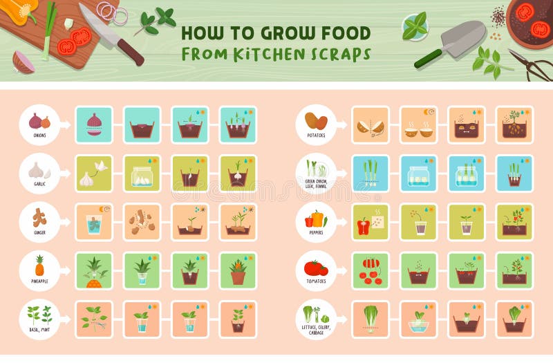 How to grow food from kitchen scraps infographic: how to grow vegetables from leftovers step by step guide, healthy sustainable living concept. How to grow food from kitchen scraps infographic: how to grow vegetables from leftovers step by step guide, healthy sustainable living concept