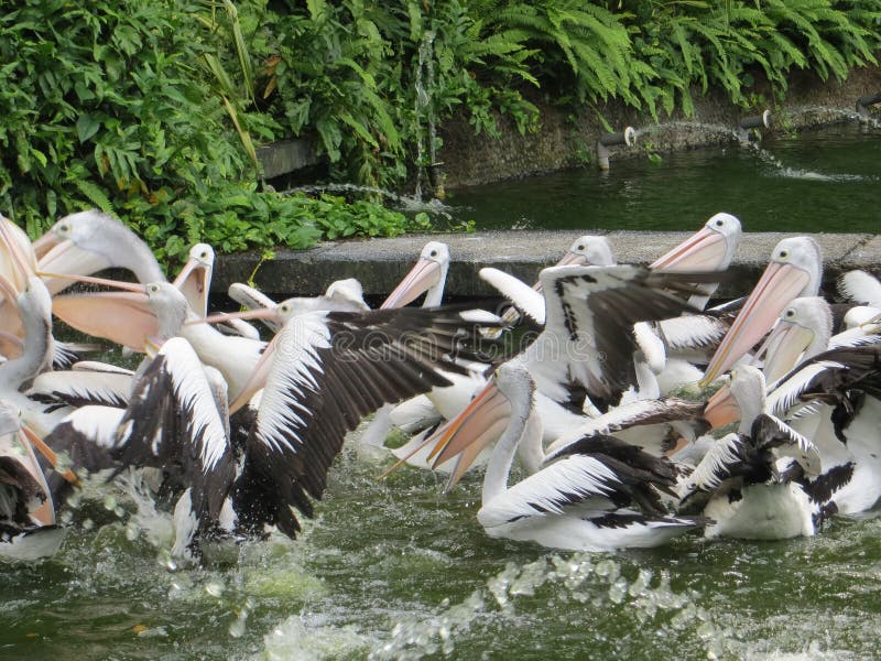 Ragunan zoo, Jakarta stock image. Image of summer, background - 115914937
