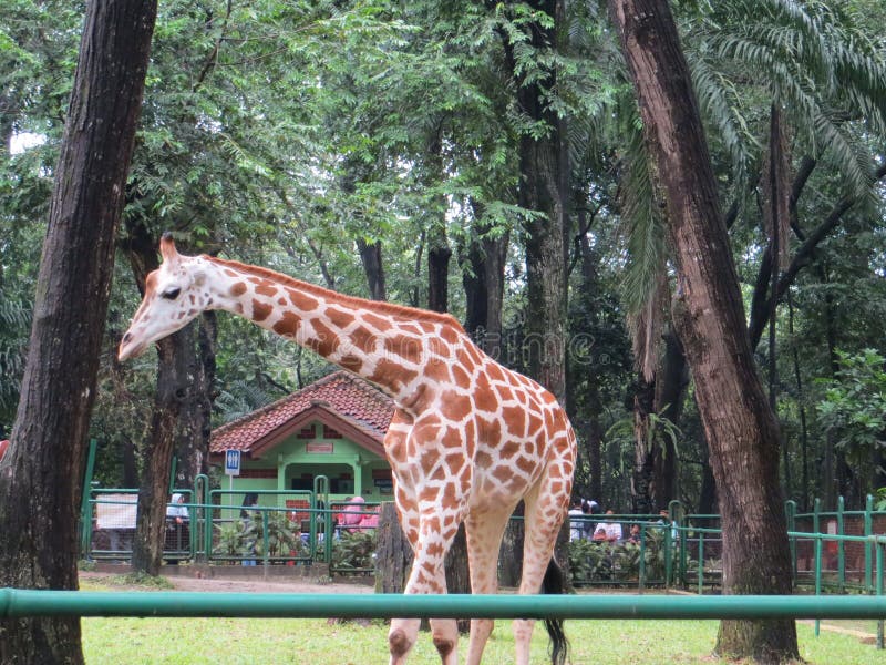 taman safari dan ragunan