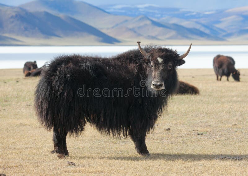 Yak pastures of Mongolia. High in the mountains. Yak pastures of Mongolia. High in the mountains