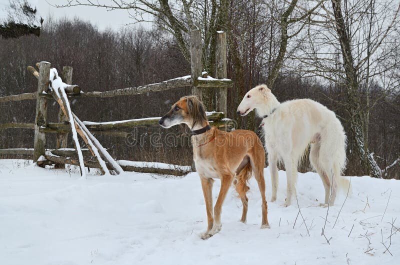 Kazakhvinthund Tazi arkivfoto. Bild av angus, hund, medf8ort 42324700