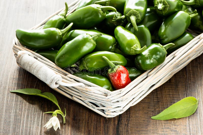 Jalapeno Chili Pepper in the Backlight Stock Photo Image of jalapenos, spice 49083224
