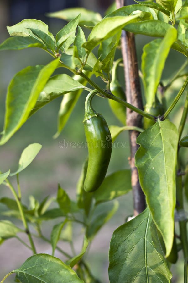 Jalapeno plant stock image. Image of fresh, pepper, leaves 26535585