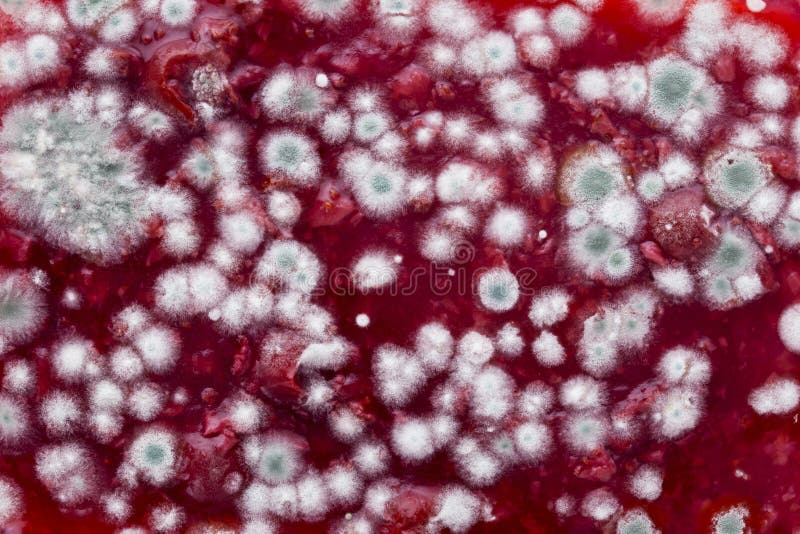 Jam is covered with mold stock photo. Image of medicine 67365286