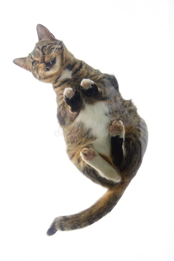 jama för katt royaltyfri foto jama för katt royaltyfri foto