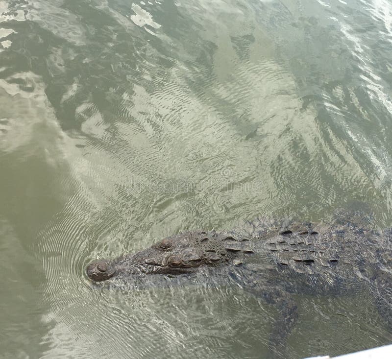 Jamaican crocodile stock image. Image of predator, croc 89717497