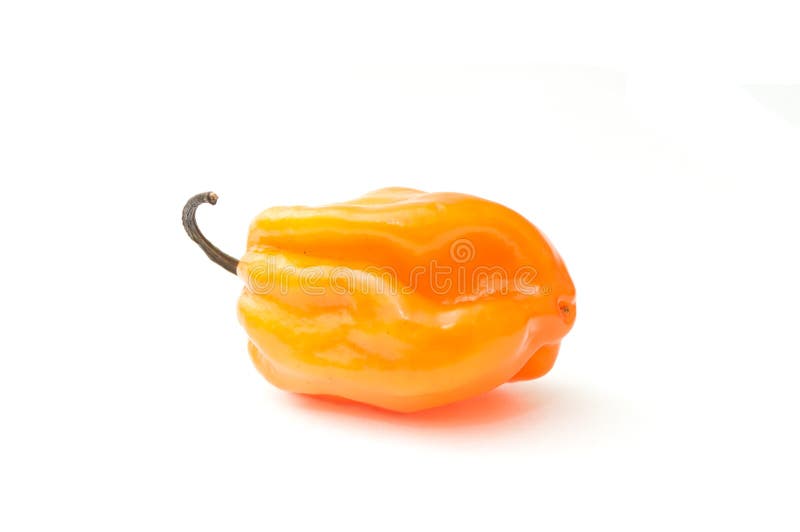 Jamaican pepper stock photo. Image of background, fresh 48468668
