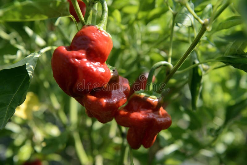 Jamaican Hot Peppers Squash Shaped with Thin Skin Bright Red Peppers
