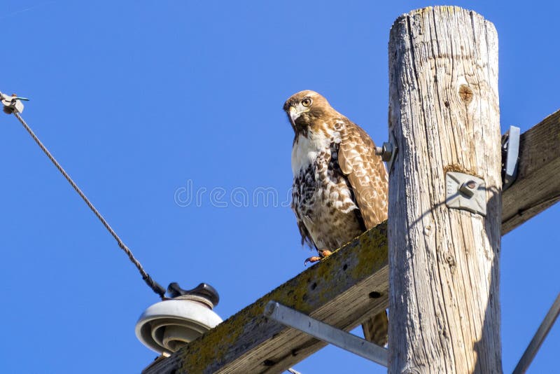 Jamaicensis Rosso-munito giovanile di Hawk Buteo appollaiato sul palo di potere di legno, San Francisco Bay, California fotografia stock libera da diritti Jamaicensis Rosso-munito giovanile di Hawk Buteo appollaiato sul palo di potere di legno, San Francisco Bay, California fotografia stock libera da diritti
