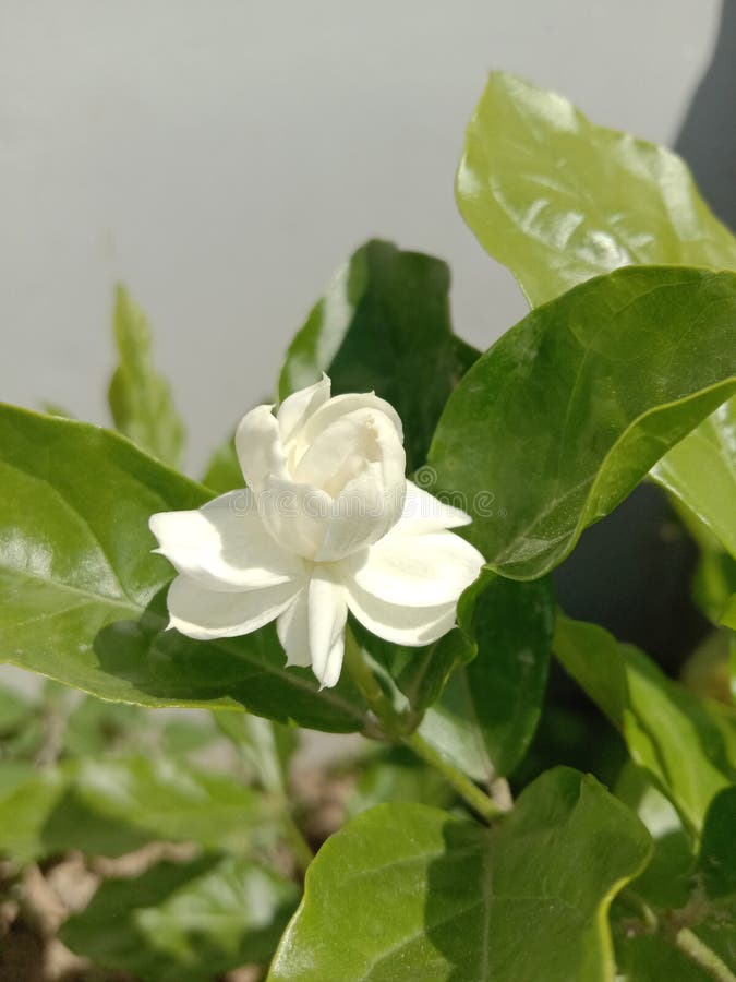 Perfume Plant S Little Yellow Flowers(Aglaia Odorata)leaves Stock Image