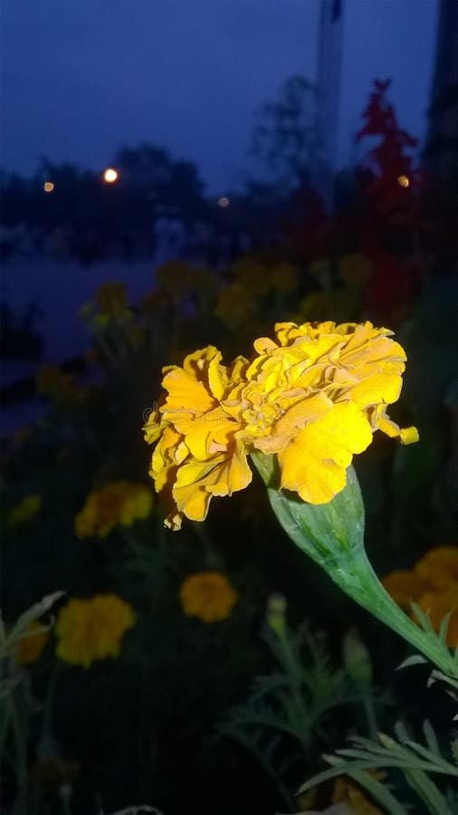 Jamanthi flower stock image. Image of jamanthi, flower 119468743