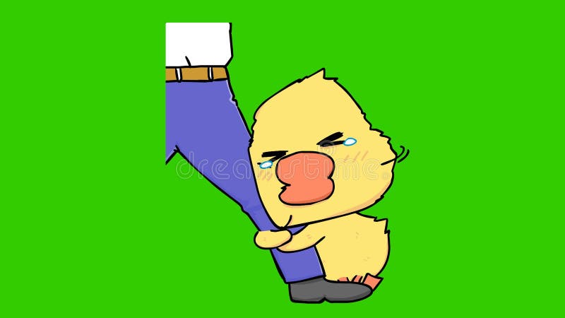 Jambe d'étreinte de canard animé pour ne pas passer à l'écran vert illustration libre de droits