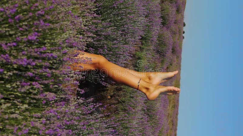 Jambes de femme sortant des buissons de lavande violette. format vertical banque de vidéos