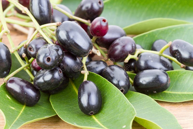 Jambolan plum or Java plum  Syzygium cumini (L) Skeels.