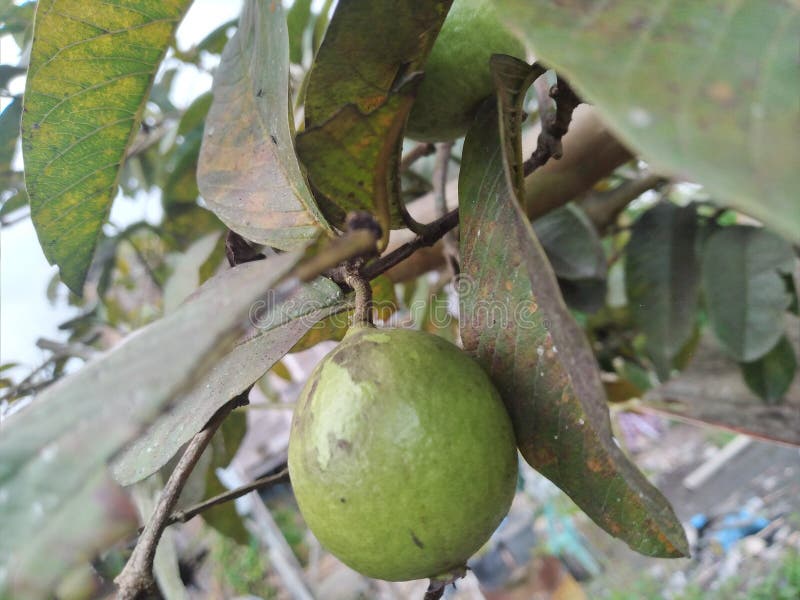 Jambu Biji Guava