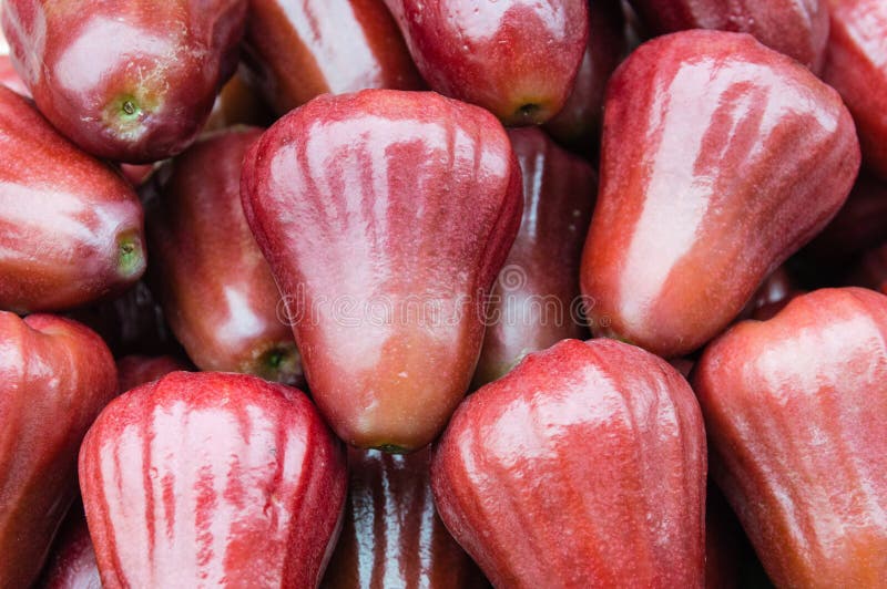 Jambu-Frucht lizenzfreie stockfotos Jambu-Frucht lizenzfreie stockfotos