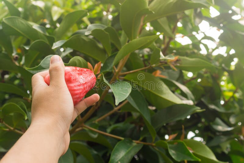 A hand picking Jambu Guava off a tree