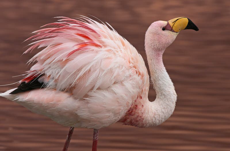 James Flamingo at Laguna Colorada Bolivia royalty free stock image James Flamingo at Laguna Colorada Bolivia royalty free stock image