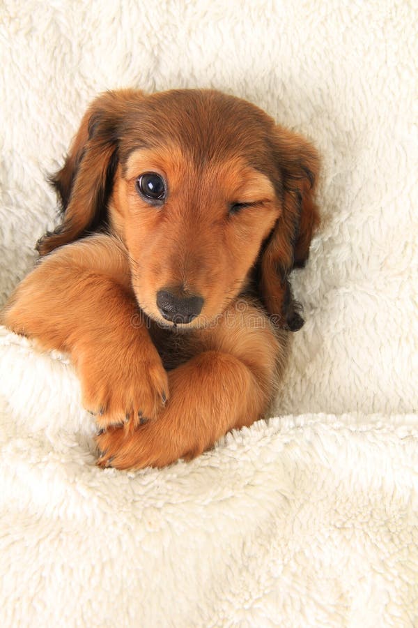 Longhair dachshund puppy in bed, winking. Longhair dachshund puppy in bed, winking.