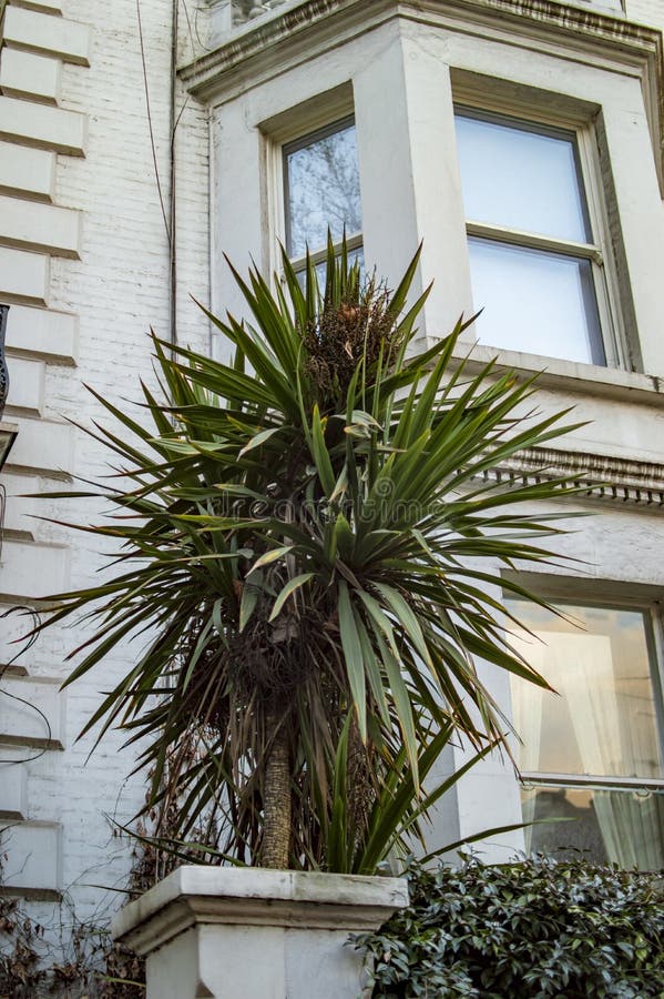 Casa Britânica Amarela Com Plantas Fora Das Janelas Imagem de Stock -  Imagem de londres, urbano: 204969287