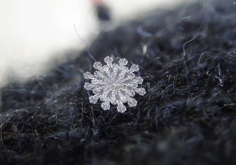 januari S?llsynta 12 - sidsn?flingor royaltyfri bild januari S?llsynta 12 - sidsn?flingor royaltyfri bild