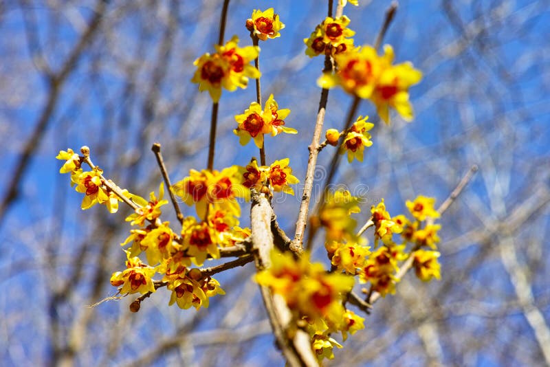 Japan allspice stock photo. Image of boom, blue, flower 87515994