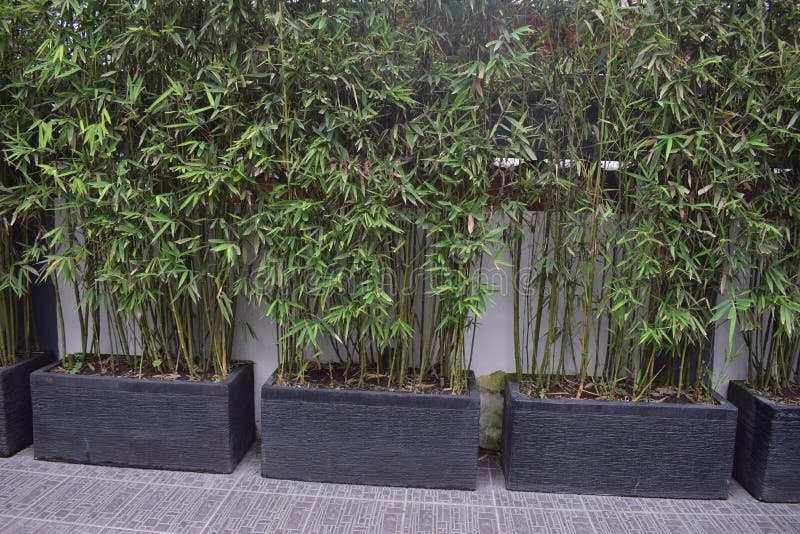 Japan bamboo lub arandinaria japonica