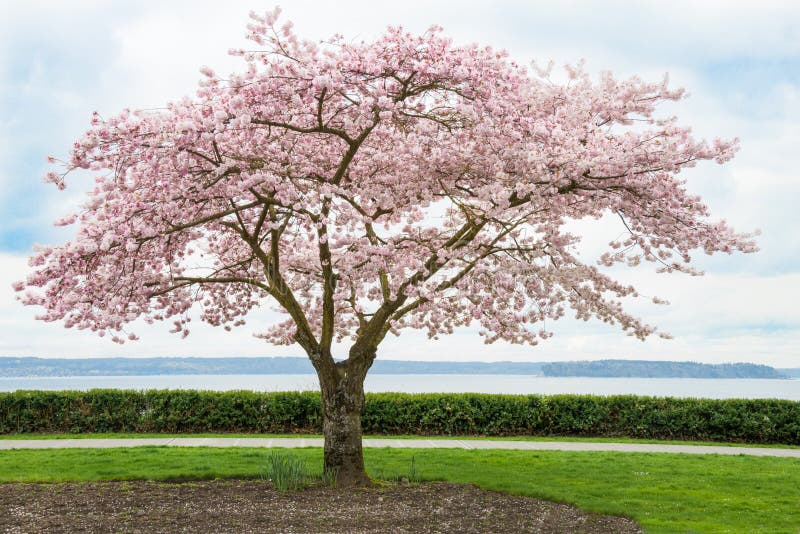 Japan Cherry Tree I Blom På Kust Arkivfoto Bild av allergin, enkelt