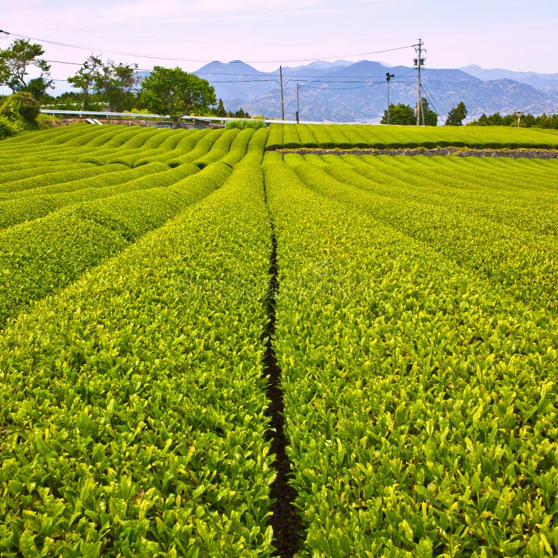 Japan green tea