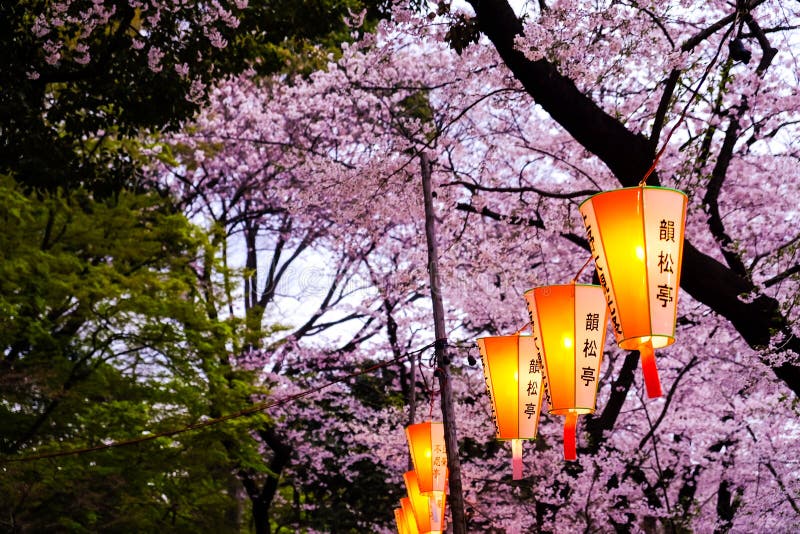 Japan Lantern Festival in Sakura Park Twilight at Tokyo Stock Photo ...