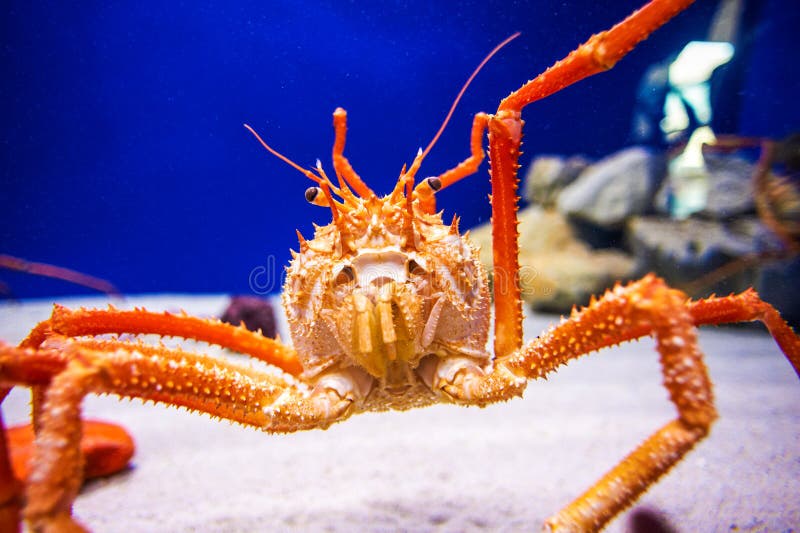 Japan s giant spider crab