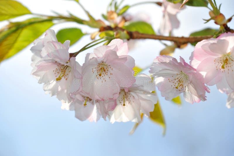 Japan sakura