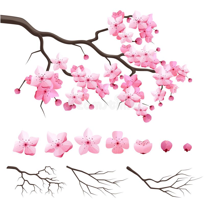 Japan sakura cherry branch with blooming flowers