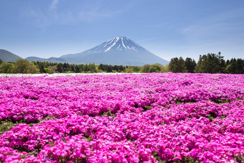 Japan Shibazakura festival med fältet av rosa mossa av Sakura eller den körsbärsröda blomningen med berget Fuji Yamanashi, Japan royaltyfri bild Japan Shibazakura festival med fältet av rosa mossa av Sakura eller den körsbärsröda blomningen med berget Fuji Yamanashi, Japan royaltyfri bild