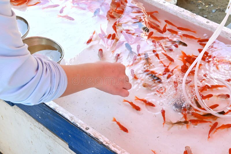kingyo-sukui : Goldfish scooping 
