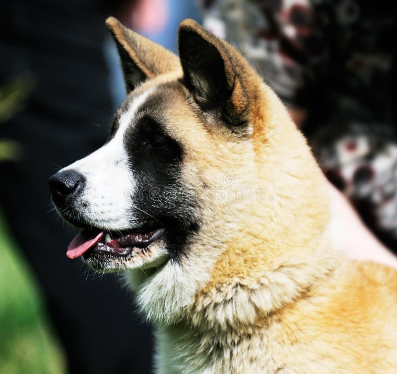 Japanese Akita dog