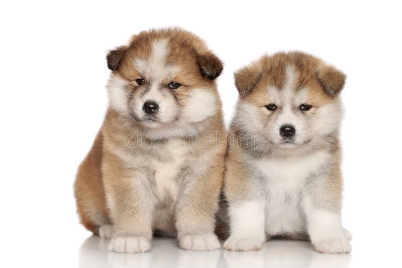 Japanese Akita-inu puppies stock image. Image of funny - 23852611