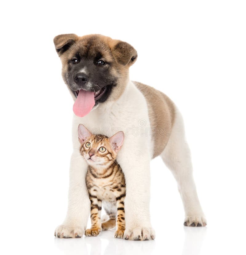 Japanese Akita inu puppy dog and bengal kitten together. isolated stock photos Japanese Akita inu puppy dog and bengal kitten together. isolated stock photos