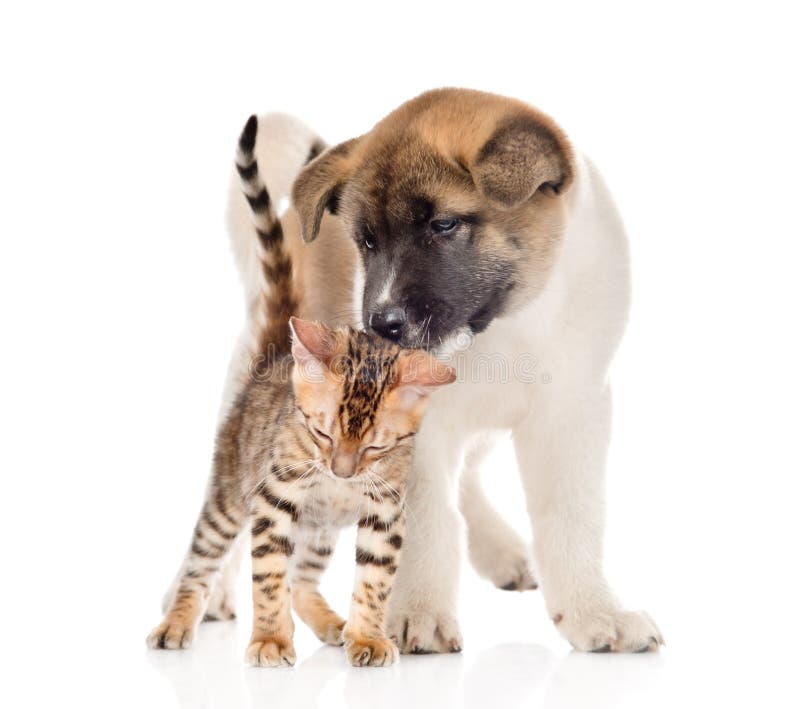 Japanese Akita inu puppy dog kisses small bengal cat. isolated