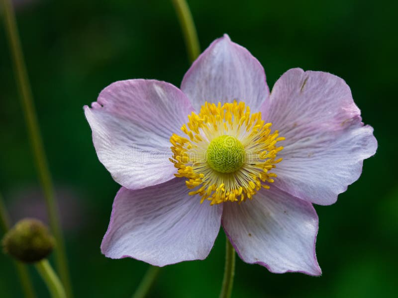 Japanese Anemone, Anemone hupehensis, flower at flowerbed close-up, selective focus, shallow DOF