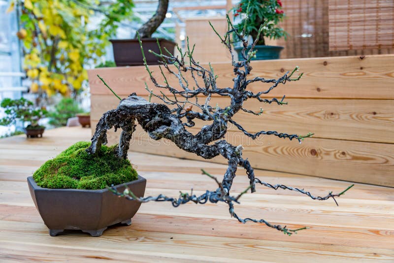 Japanese art of bonsai stock image. Image of small, exotic - 105517751