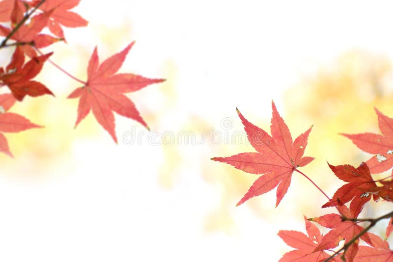 1,497 Red Japanese Maple Leaf Background White Stock Photos - Free &  Royalty-Free Stock Photos from Dreamstime