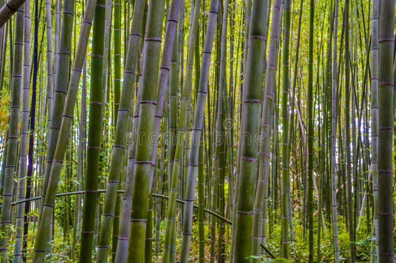 Japanese Bamboo Trees stock image. Image of forrest 100494267