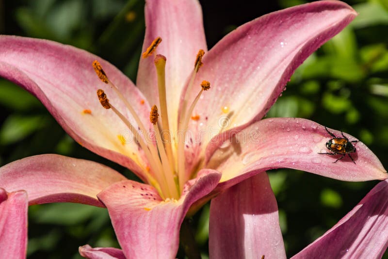 A Japanese Beetle Attacking a Pink Lily Stock Photo Image of floral