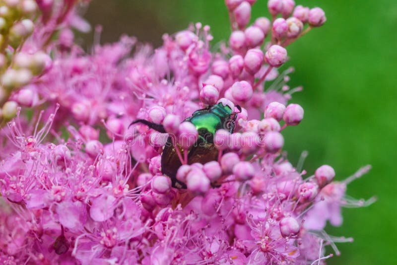 Japanese Beetles Pink Flowers Stock Photos Free & RoyaltyFree Stock
