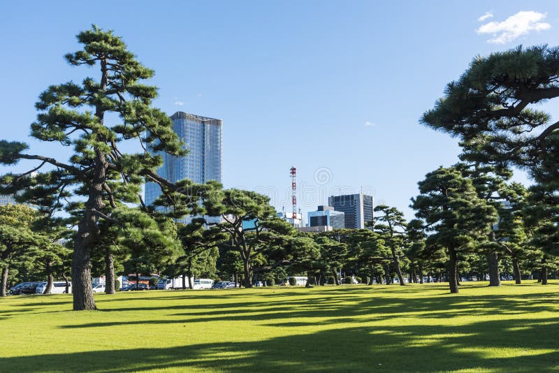 Japanese Black Pines and modern buildings Tokyo stock photo Japanese Black Pines and modern buildings Tokyo stock photo