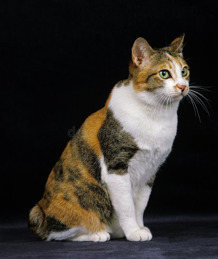 Japanese Bobtail Domestic Cat Sitting Against Black Background Stock Photo Image Of Background Profile
